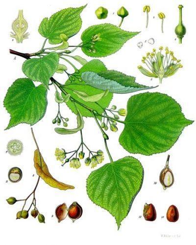 Tilia_cordata_ © Köhler–s_Medizinal-Pflanzen